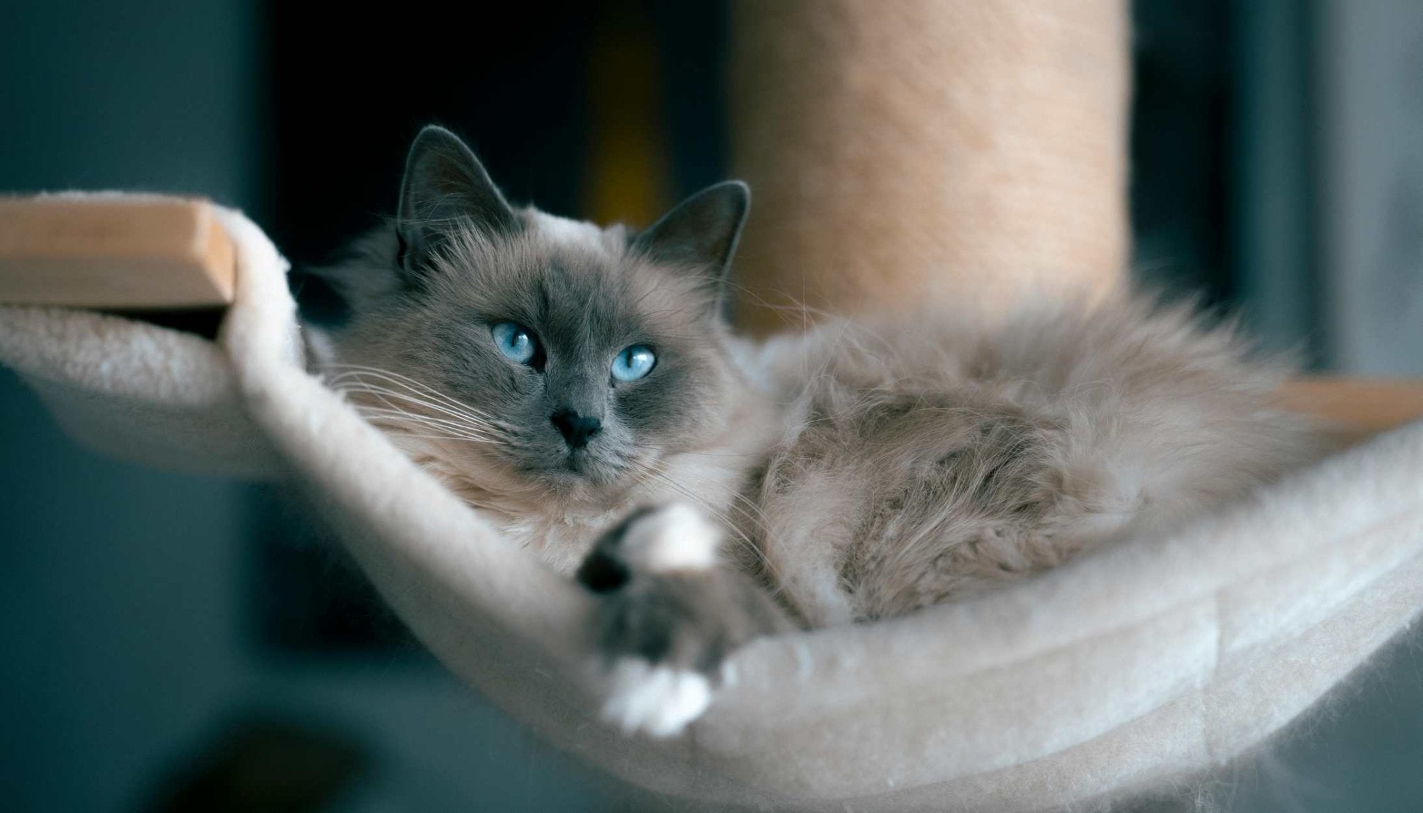 Discover the Best Cat Breeds for Indoor Living in 2024 - Huckleberry Cats