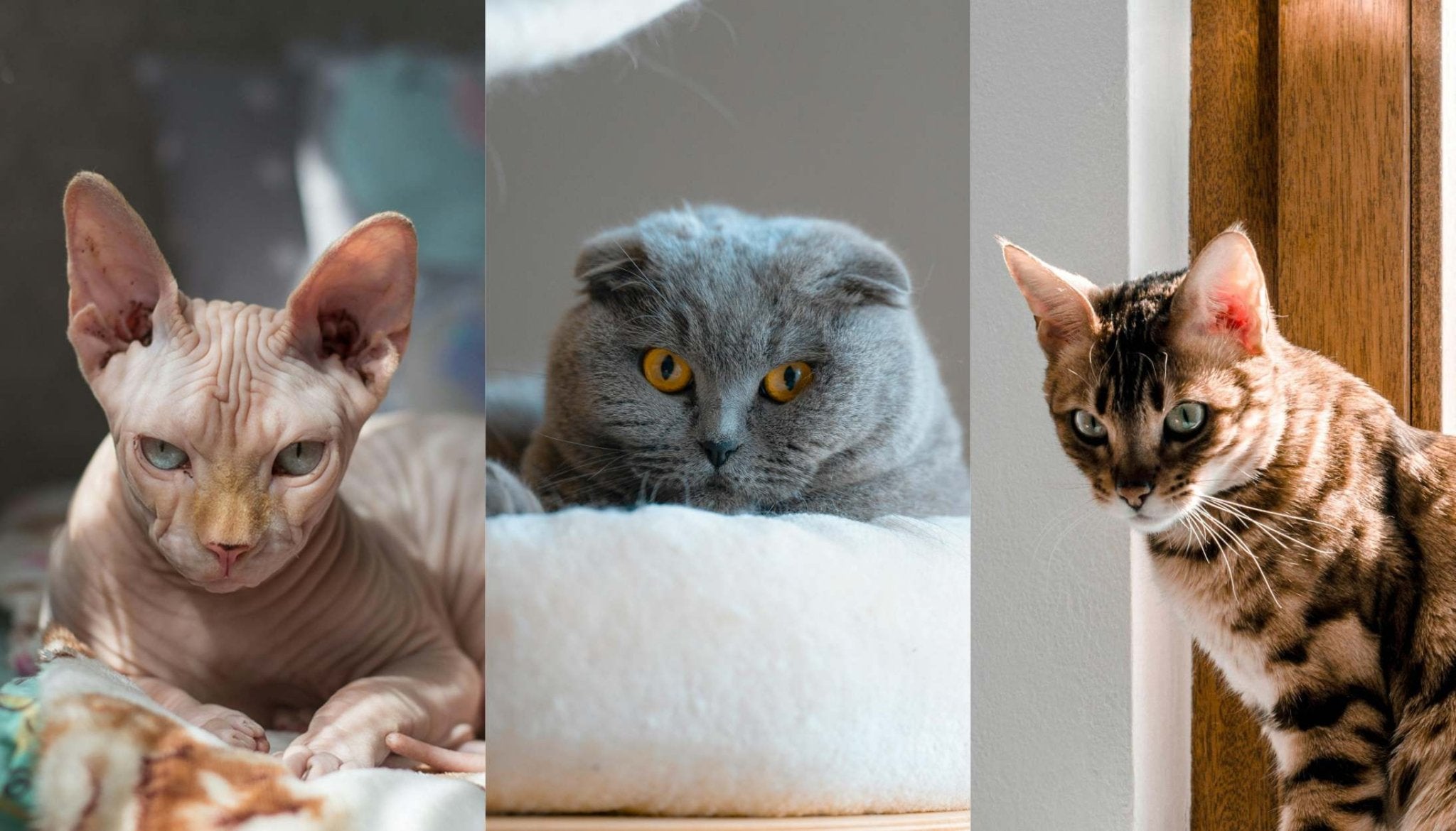 The 10 Most Challenging Cat Breeds: What to Know Before You Adopt - Huckleberry Cats