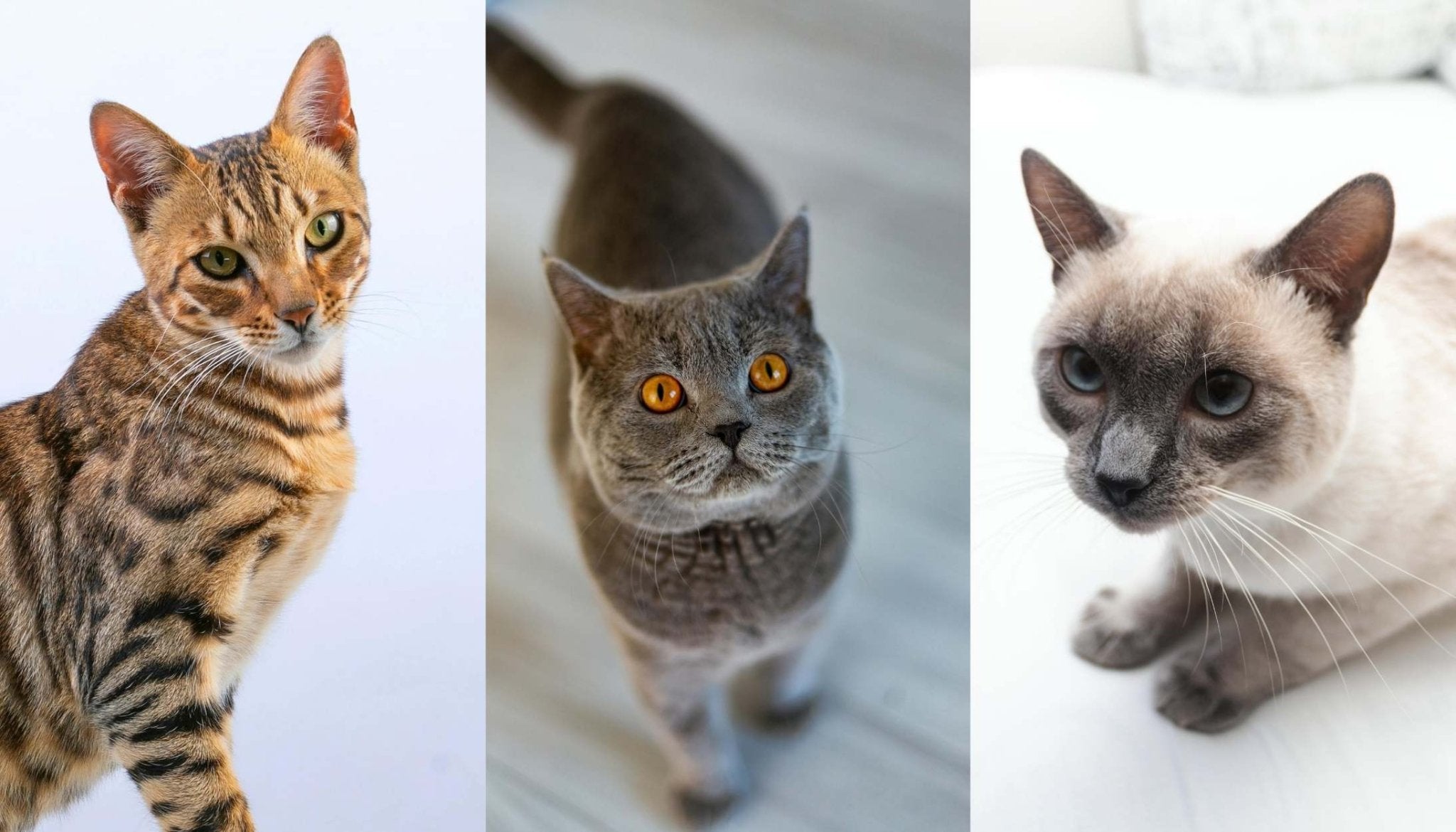 Top 10 UK Cat Breeds in 2024 - Huckleberry Cats