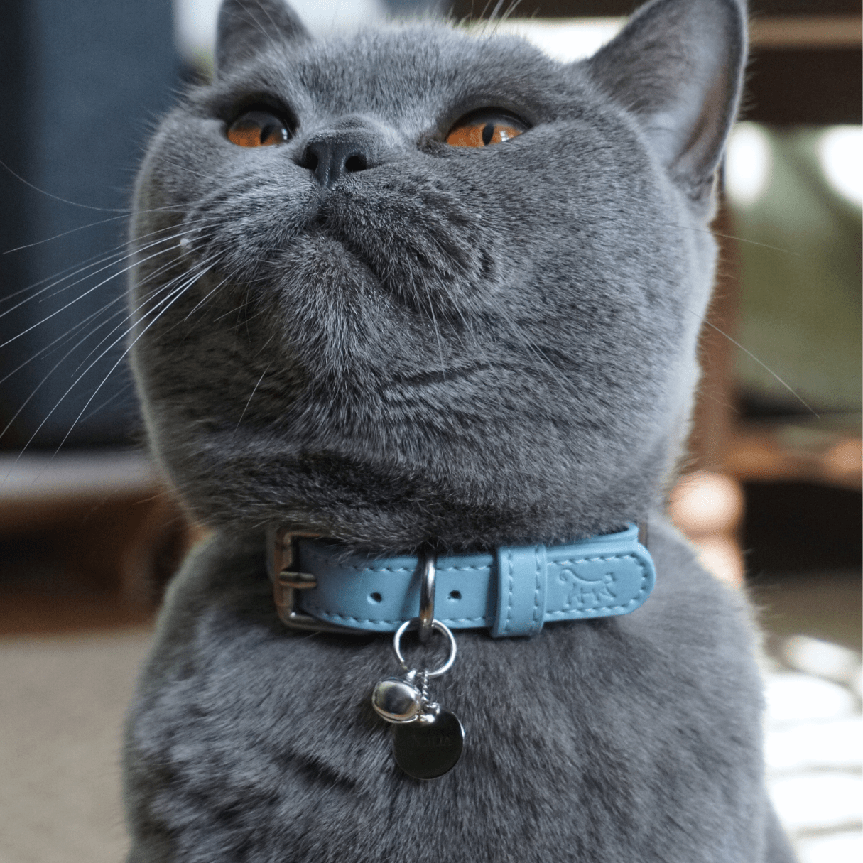 Alice Blue PU Leather Safe Cat Collar - Huckleberry Cats