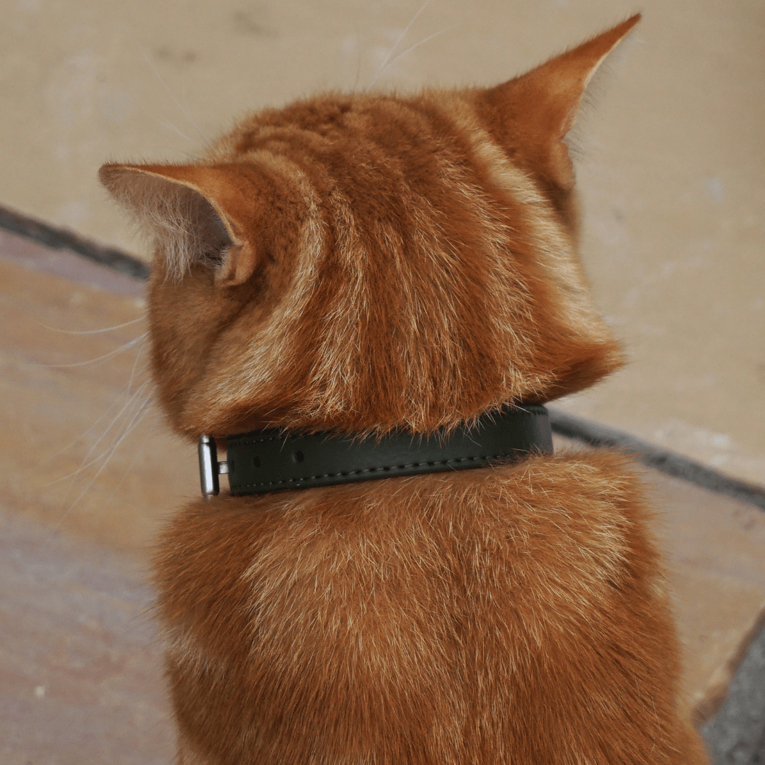 Olive Green PU Leather Cat Collar - Huckleberry Cats