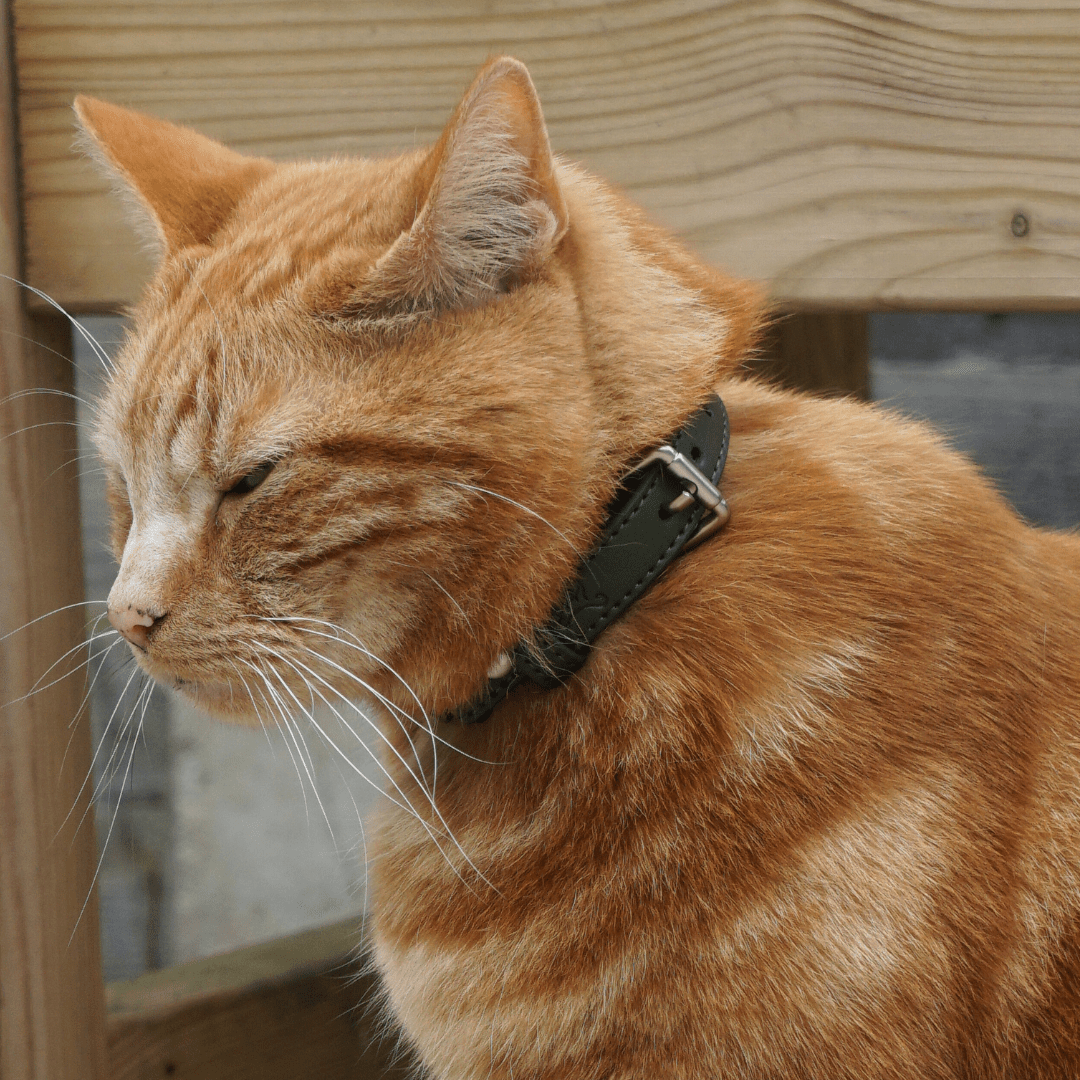 Olive Green PU Leather Cat Collar - Huckleberry Cats