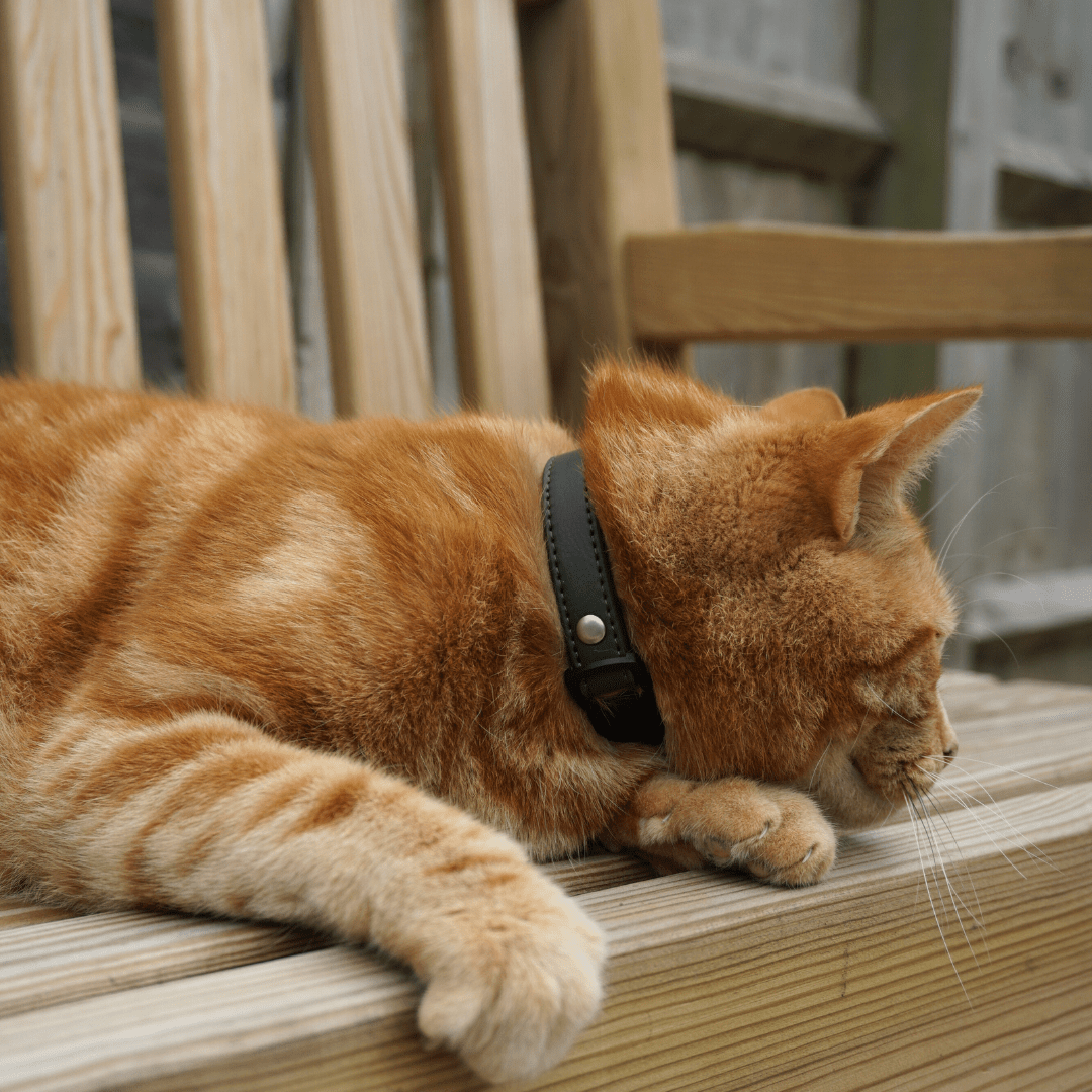 Olive Green PU Leather Cat Collar - Huckleberry Cats